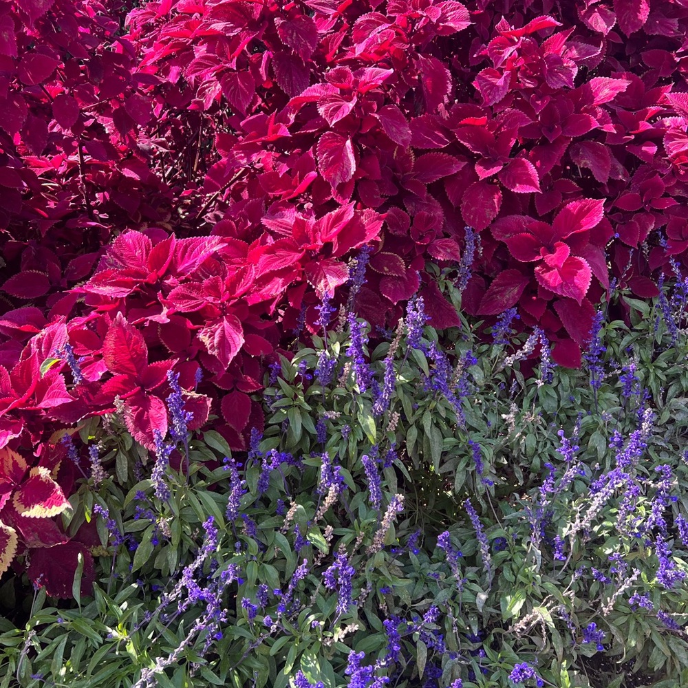 Vibrant Red and Purple Foliage